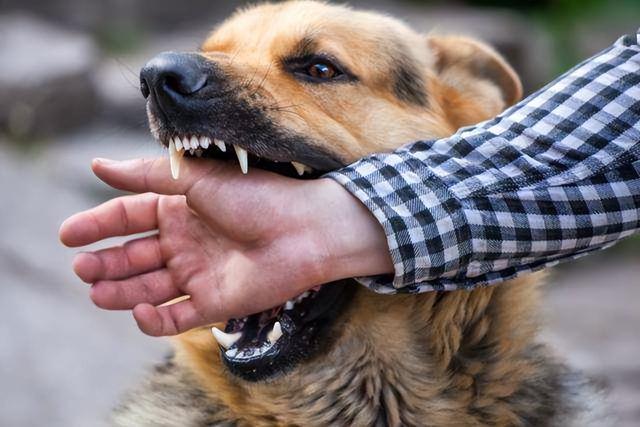 患有狂犬病的猫狗能活多久（一般带有狂犬病的猫狗能活多久）