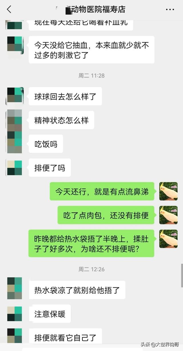 幼犬得细小五天症状（狗狗得了细小五天了看着有好转了能恢复吗）