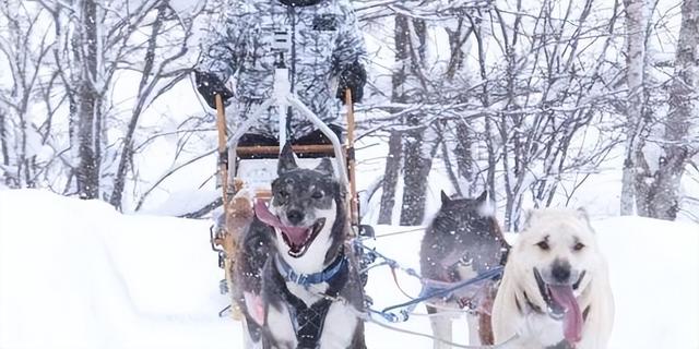 成年爱斯基摩犬多少钱一只（小型爱斯基摩犬多少钱一只）