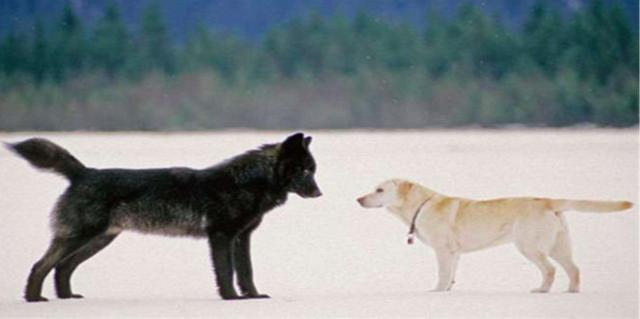 狗与狼是同一物种吗（狼跟狗是同一物种吗）