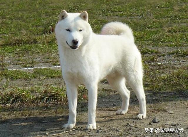 黑色秋田犬多少钱一只（虎斑秋田犬多少钱一只）