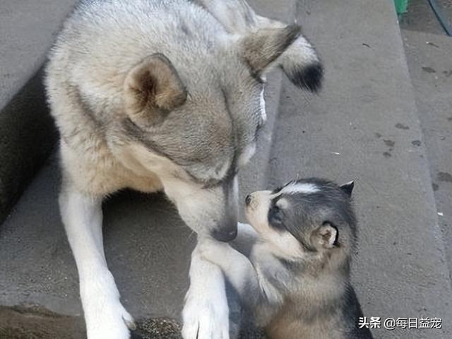 狗狗的全身部位图解（狗狗身体部位结构图）