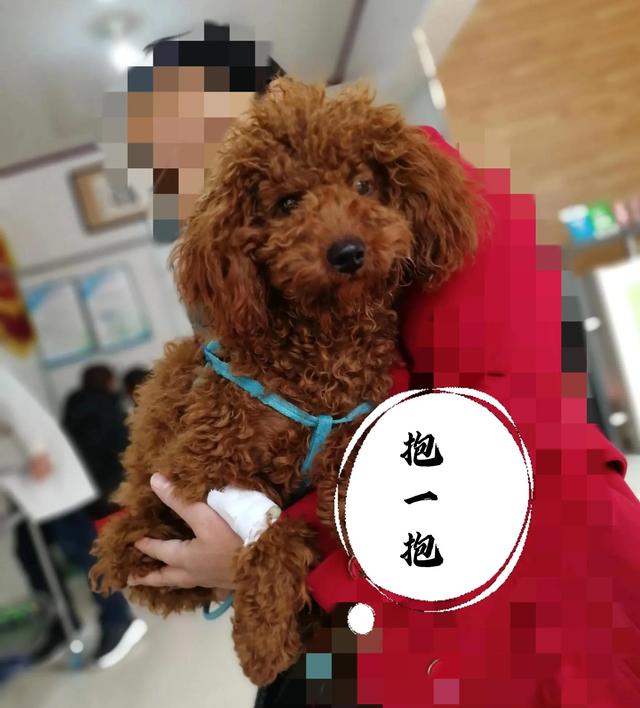 小鹿犬多少钱一只_（小鹿犬大概多少钱一只）