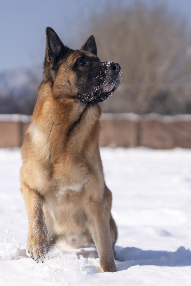 德牧成年犬多少钱一只（德牧犬幼崽多少钱一只）