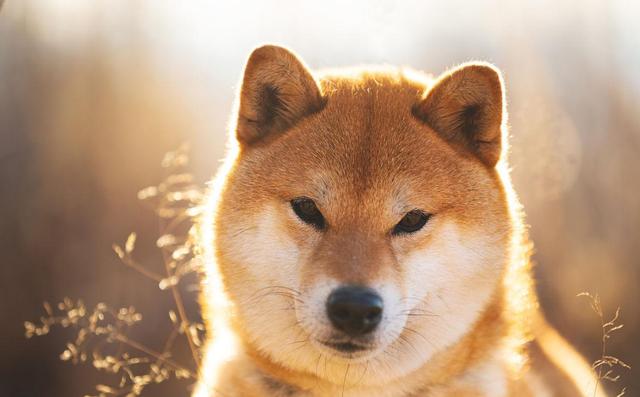 柴犬几个月算是成年（柴犬几个月算幼犬）