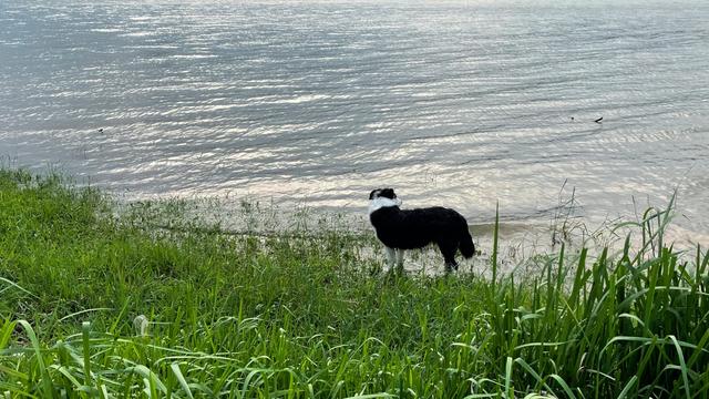 边牧幼犬多少钱一只 纯种（边牧犬多少钱一只 纯种）