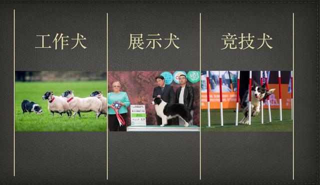 边牧犬图片大全展示（边牧犬图片大全 展示图）