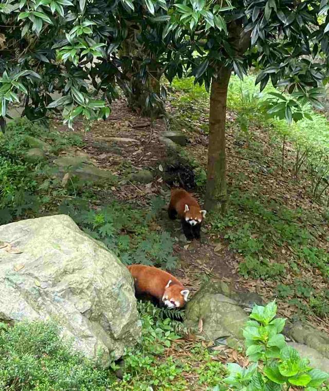 成都熊猫基地下午去能不能看到熊猫（成都熊猫基地中午去能看到熊猫吗）