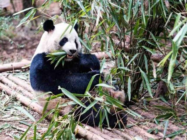 成都熊猫基地下午去能不能看到熊猫（成都熊猫基地中午去能看到熊猫吗）