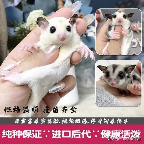 纯种美短虎斑猫价格（美短虎斑猫多少钱一只）