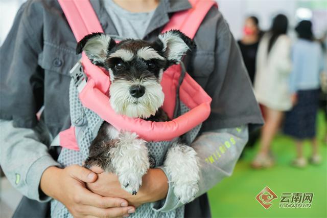 纯种昆明犬幼犬图片（纯种的昆明犬）