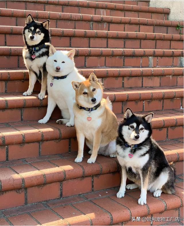 柴犬图片大全可爱 卡通图片（柴犬图片大全可爱图片）