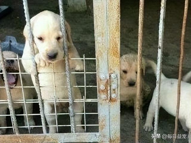 南宁金毛犬价格（南阳金毛犬多少钱一只）