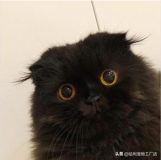 黑猫是吉利还是不吉利（为什么有些人说黑猫不吉利）