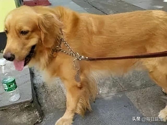 南宁金毛犬价格（南阳金毛犬多少钱一只）