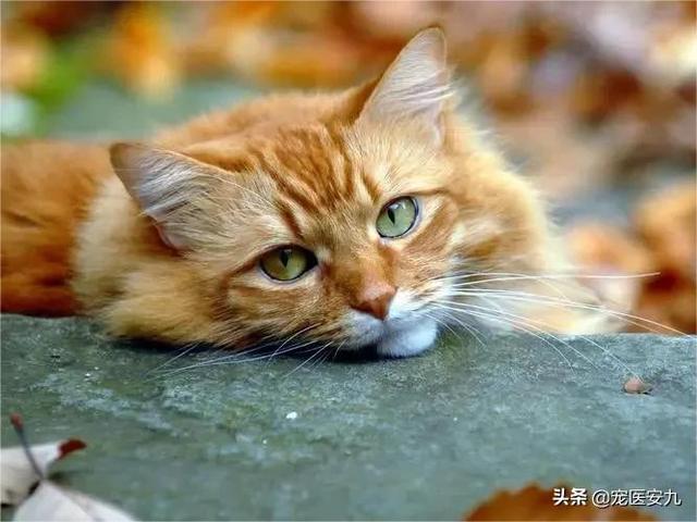 猫咪发抖为什么叫（猫咪发抖为什么会死）