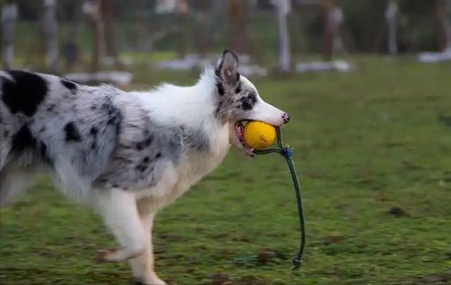 边牧犬多少钱一只（边牧的幼犬多少钱一只）