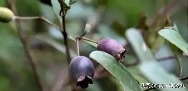 竹节虫吃什么叶子图片（竹节虫吃什么叶子好）