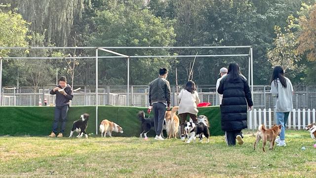 边牧幼犬多少钱一只 纯种（边牧犬多少钱一只 纯种）