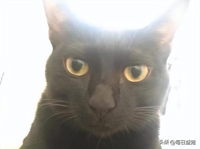 黑猫名字大全超拽霸气不能带黑但是要体现出他的黑（黑猫名字大全超拽霸气英文）