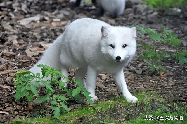 日本尖嘴犬多少钱一只呢（日本尖嘴犬有多重）