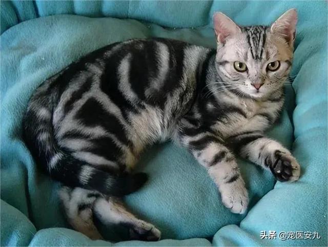 猫瘟隔离了会被传染吗（猫瘟隔离多久才能没有传染性）