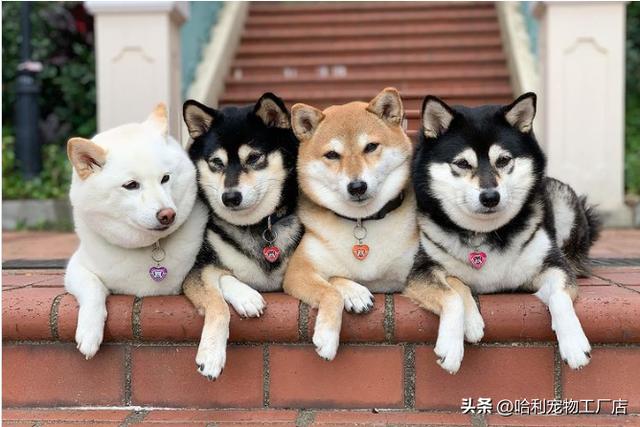 柴犬图片大全可爱 卡通图片（柴犬图片大全可爱图片）