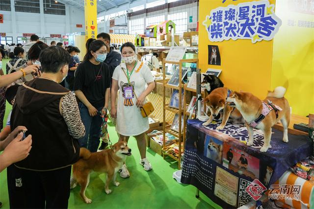 纯种昆明犬幼犬图片（纯种的昆明犬）