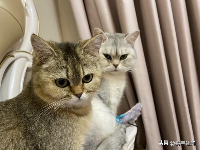 高地长毛猫一般多少钱一只（三花高地猫价格）