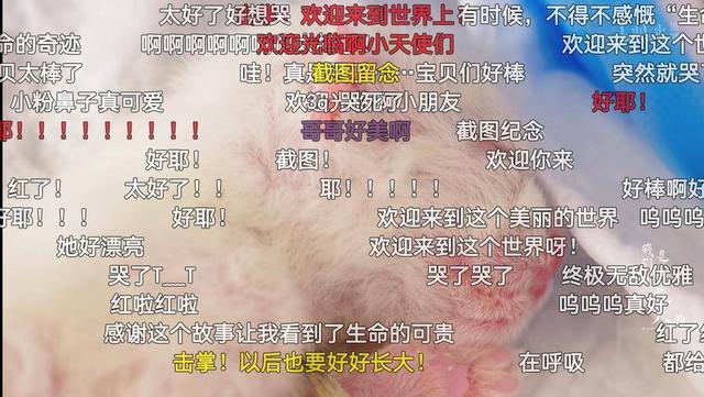 查理王小猎犬价格多少钱一只（查理王猎犬价格）