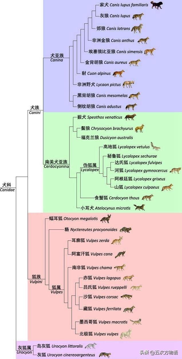 日本尖嘴犬多少钱一只呢（日本尖嘴犬有多重）