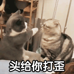 银渐层和蓝猫配出来什么样子图片（银渐层是蓝猫和什么配的）