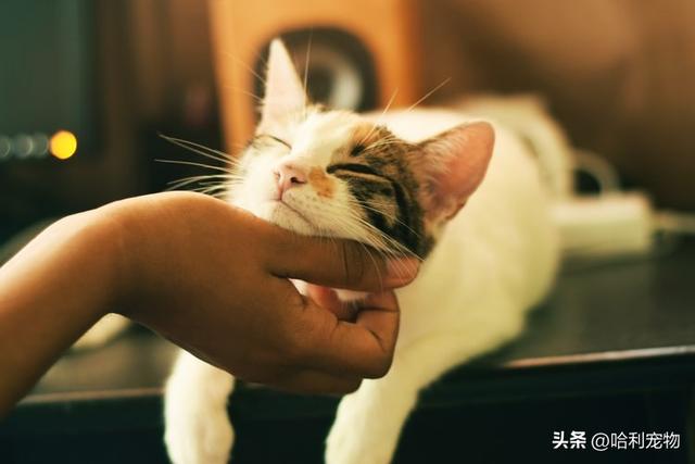 狸花猫？狸花猫千万不能养为什么！