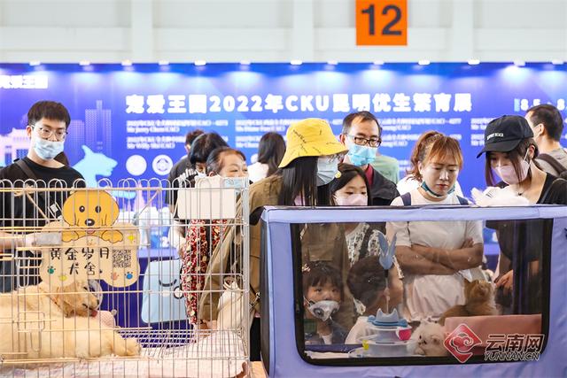 纯种昆明犬幼犬图片（纯种的昆明犬）