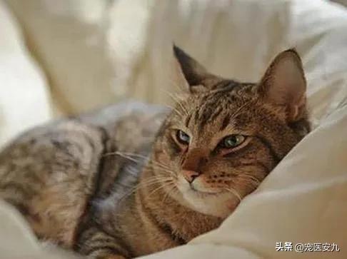 猫瘟会传染人吗_？猫瘟会传染人吗可以治愈吗！