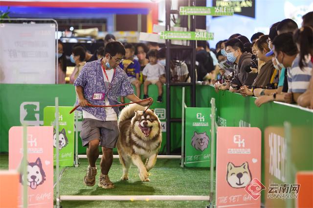 纯种昆明犬幼犬图片（纯种的昆明犬）