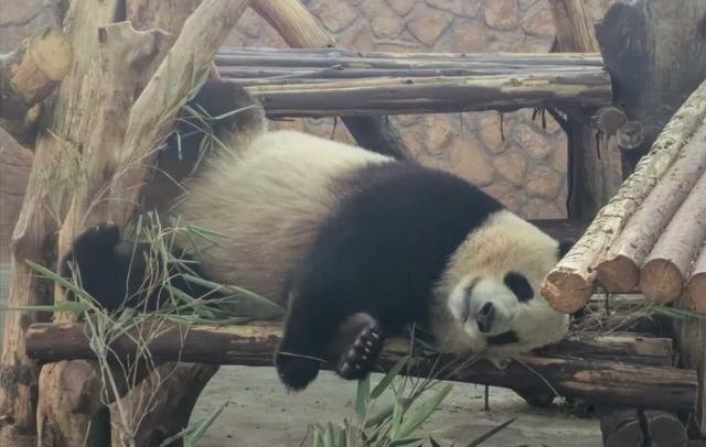 成都熊猫基地下午去能不能看到熊猫（成都熊猫基地中午去能看到熊猫吗）