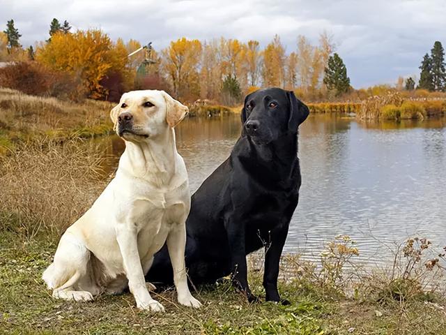 巨贵犬图片价格黑色（巨贵犬价格表 黑色）