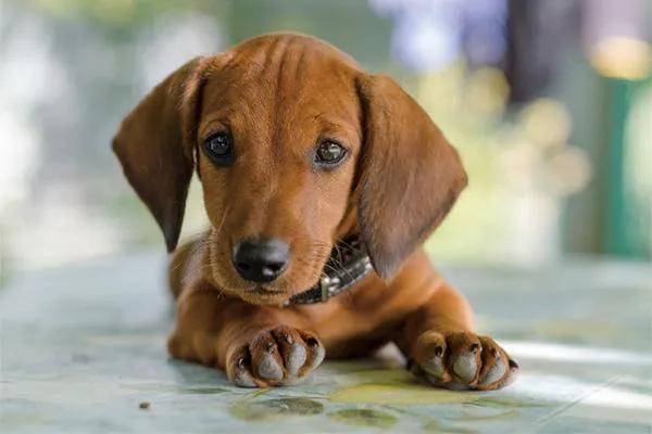 长毛腊肠犬的优点和缺点（腊肠犬的优点和缺点图片）