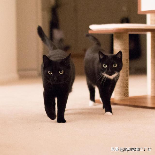 黑猫是吉利还是不吉利（为什么有些人说黑猫不吉利）