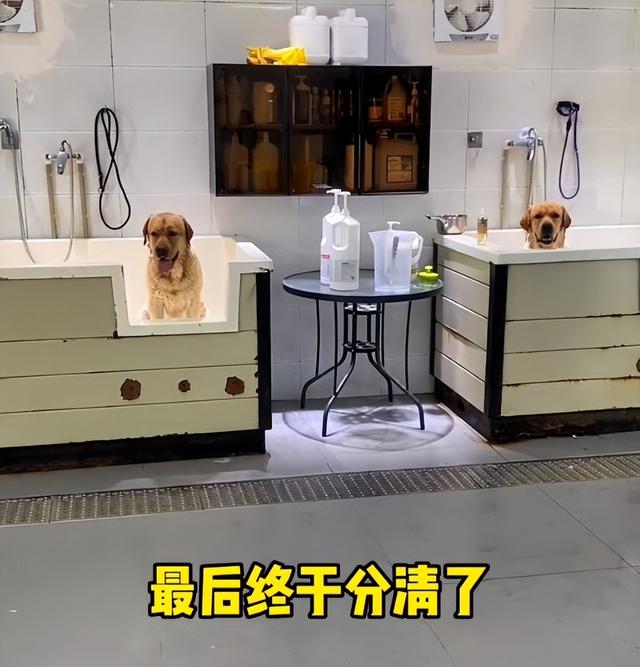 拉布拉多犬图片幼犬黑色（拉布拉多幼犬多少钱一只）