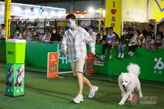 纯种昆明犬幼犬图片（纯种的昆明犬）