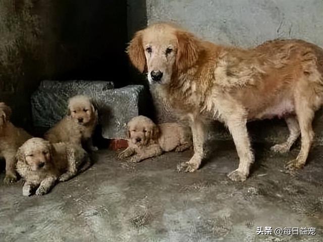 南宁金毛犬价格（南阳金毛犬多少钱一只）