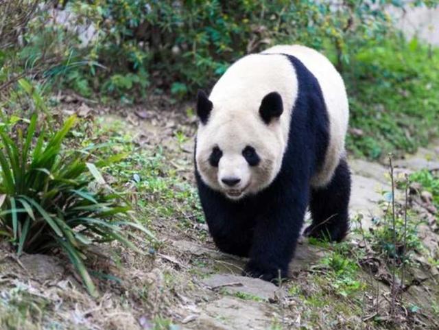 成都熊猫基地下午去能不能看到熊猫（成都熊猫基地中午去能看到熊猫吗）