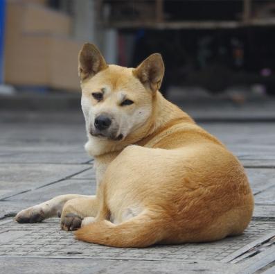 猫生崽一贵二贱三笨四抬轿什么意思（猫生崽一贵二贱三什么意思）