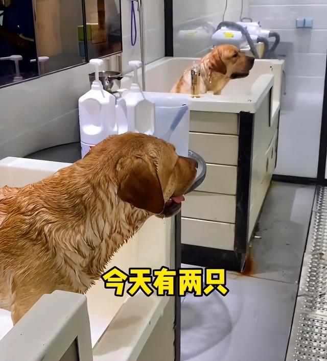 拉布拉多犬图片幼犬黑色（拉布拉多幼犬多少钱一只）