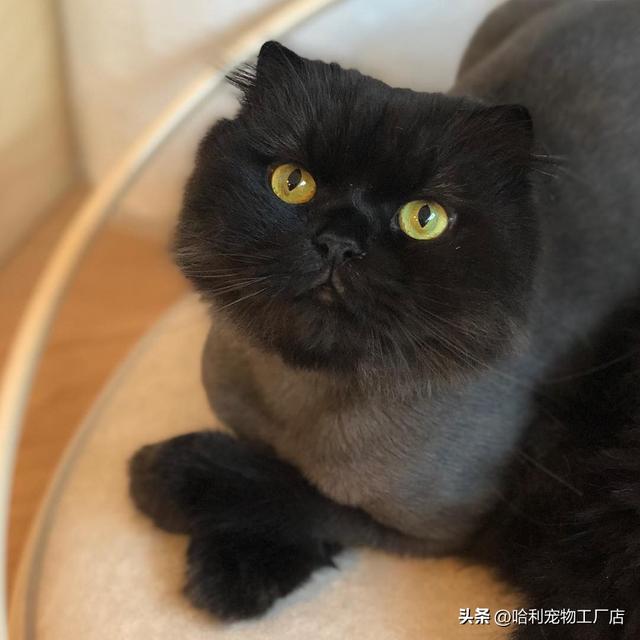 黑猫是吉利还是不吉利（为什么有些人说黑猫不吉利）