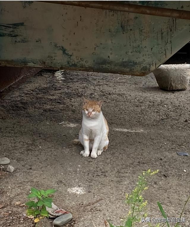 白猫和橘猫生的猫（白橘猫是哪两种猫生下的）