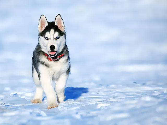 巨贵犬图片价格黑色（巨贵犬价格表 黑色）