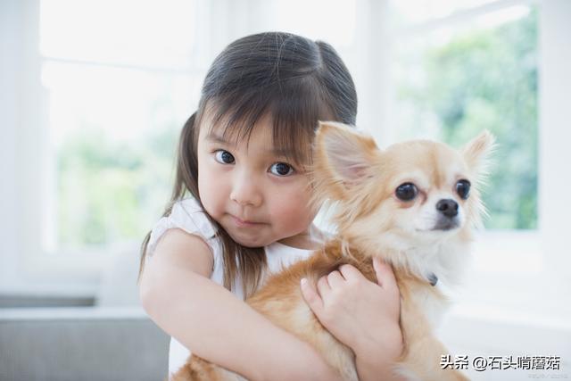 腊肠狗多少钱一只幼崽（腊肠犬幼犬多少钱）